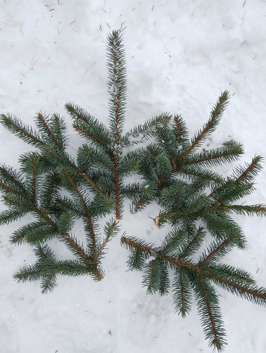 Gałązki świerk 20-30cm