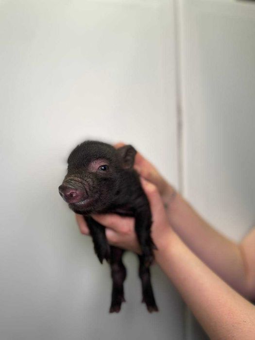 Игривые мини пиг для дома, мини пиг очень милые карликовые свинки