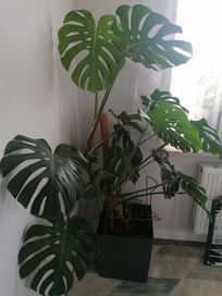 Monstera 170 cm.