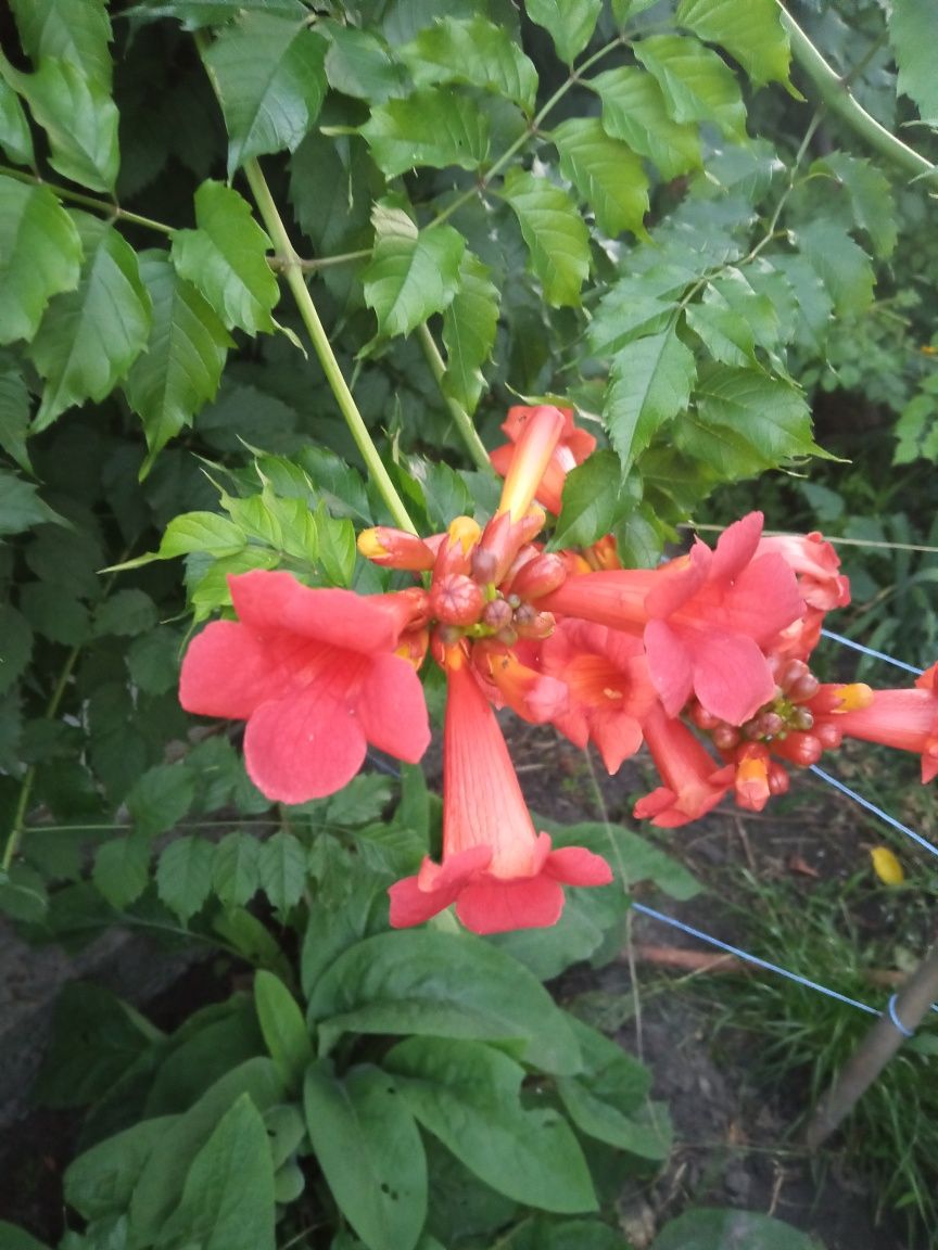 Продам цветы для клумбы