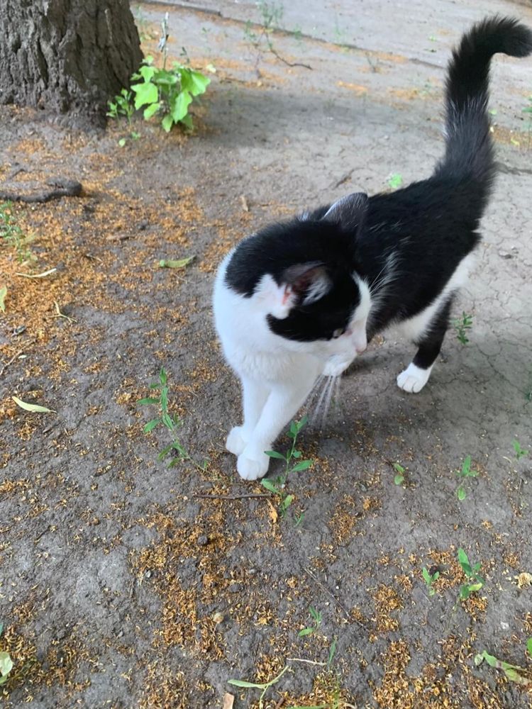 Котик молоденький 7 -8 міс