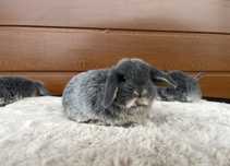 Mini Lop Niebieski Podpalany Karzełek Baranek Króliki Miniaturka