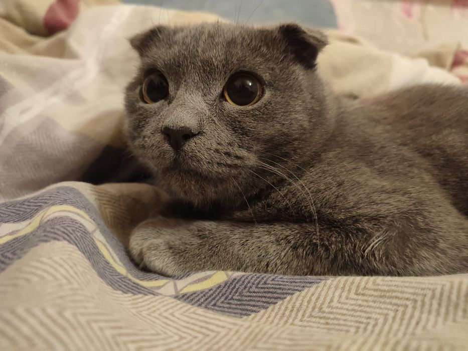 Веслоухий британець .