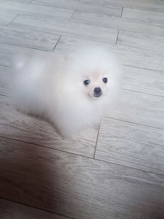 Pomeranian piesek