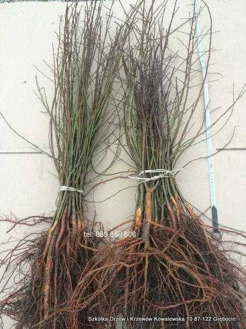 Ałycza ligustr Żywopłot szybko rosnący 100cm rocznie EXTRA sadzonki