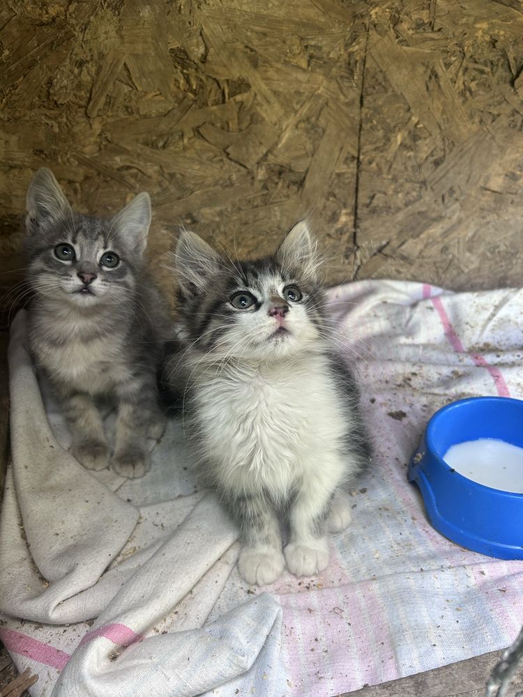 Віддам котиків в добрі руки