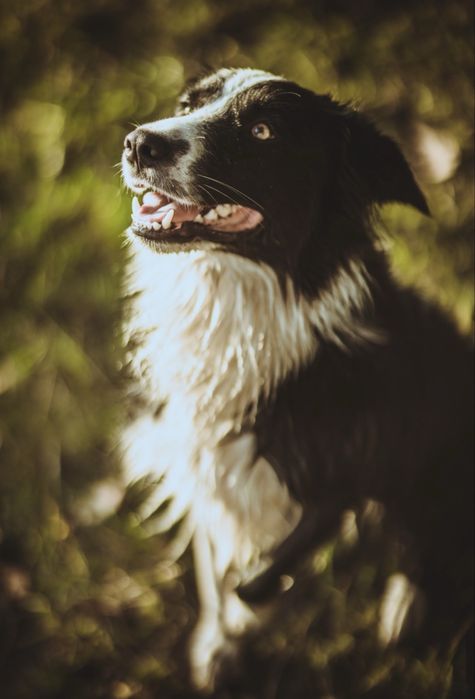 Szczeniak Owczarek Border Collie suczka rasowa osiem tygodni