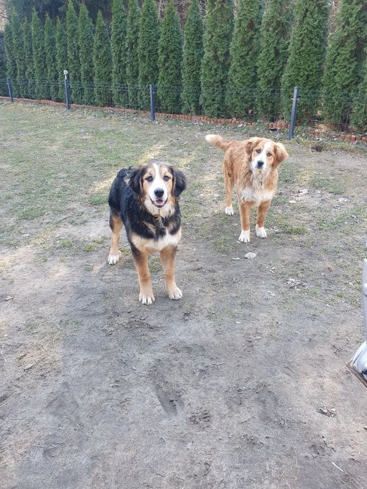 Oddam w dobre ręce dwie roczne sunie