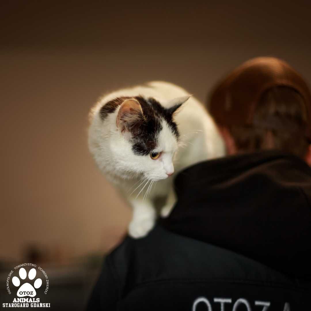 Towarzyska kotka do adopcji!