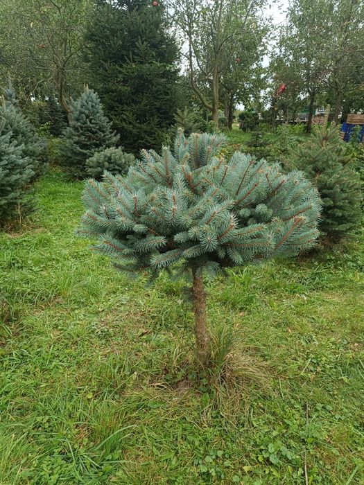 Ялинка голуба Кейбаб
