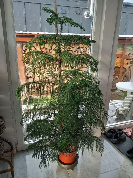 Jodła pokojowa Arankaria wyniosła