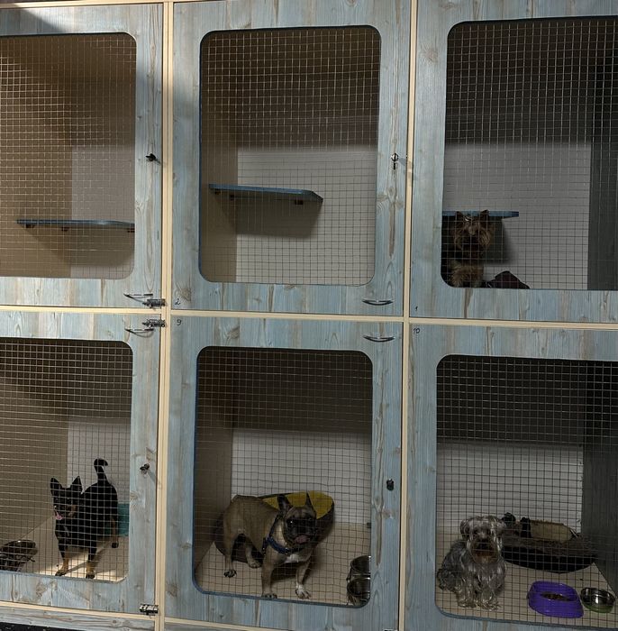 Хостел для собак