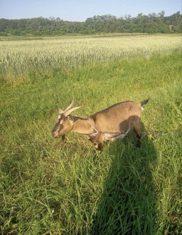 Коза дійна, дуже спокійна і добра.