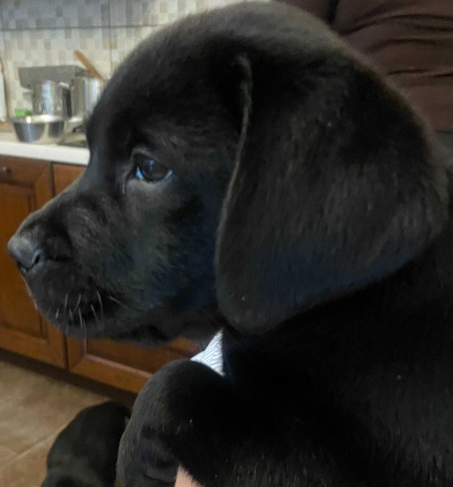 Labrador szczeniaki