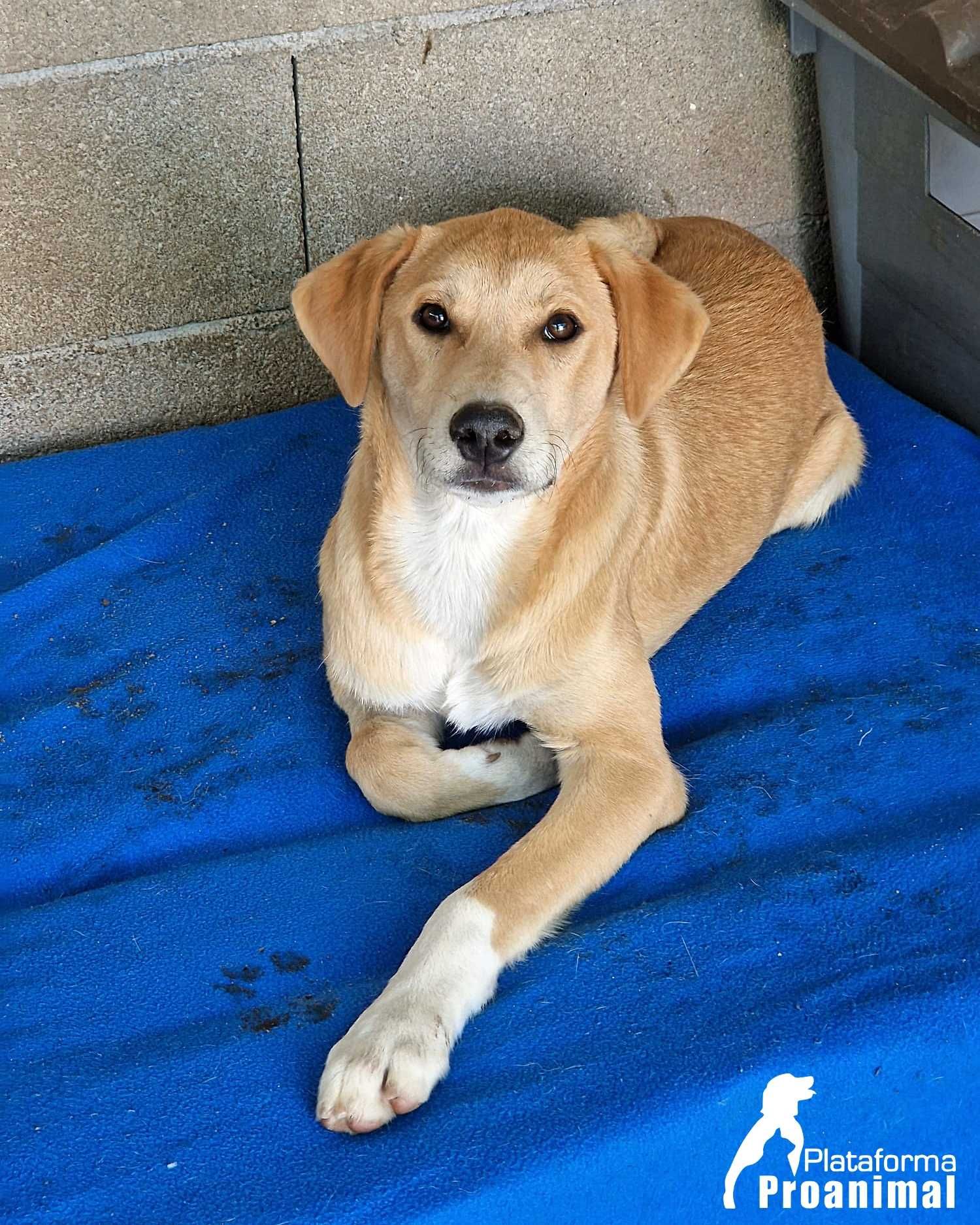 JANO - Cãozinho muito jovem para Adoção!