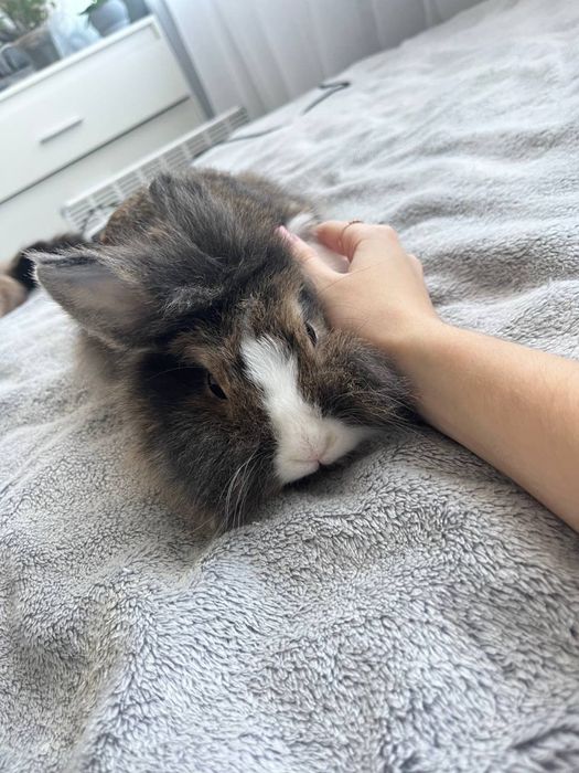 Продаю декоративного кролика