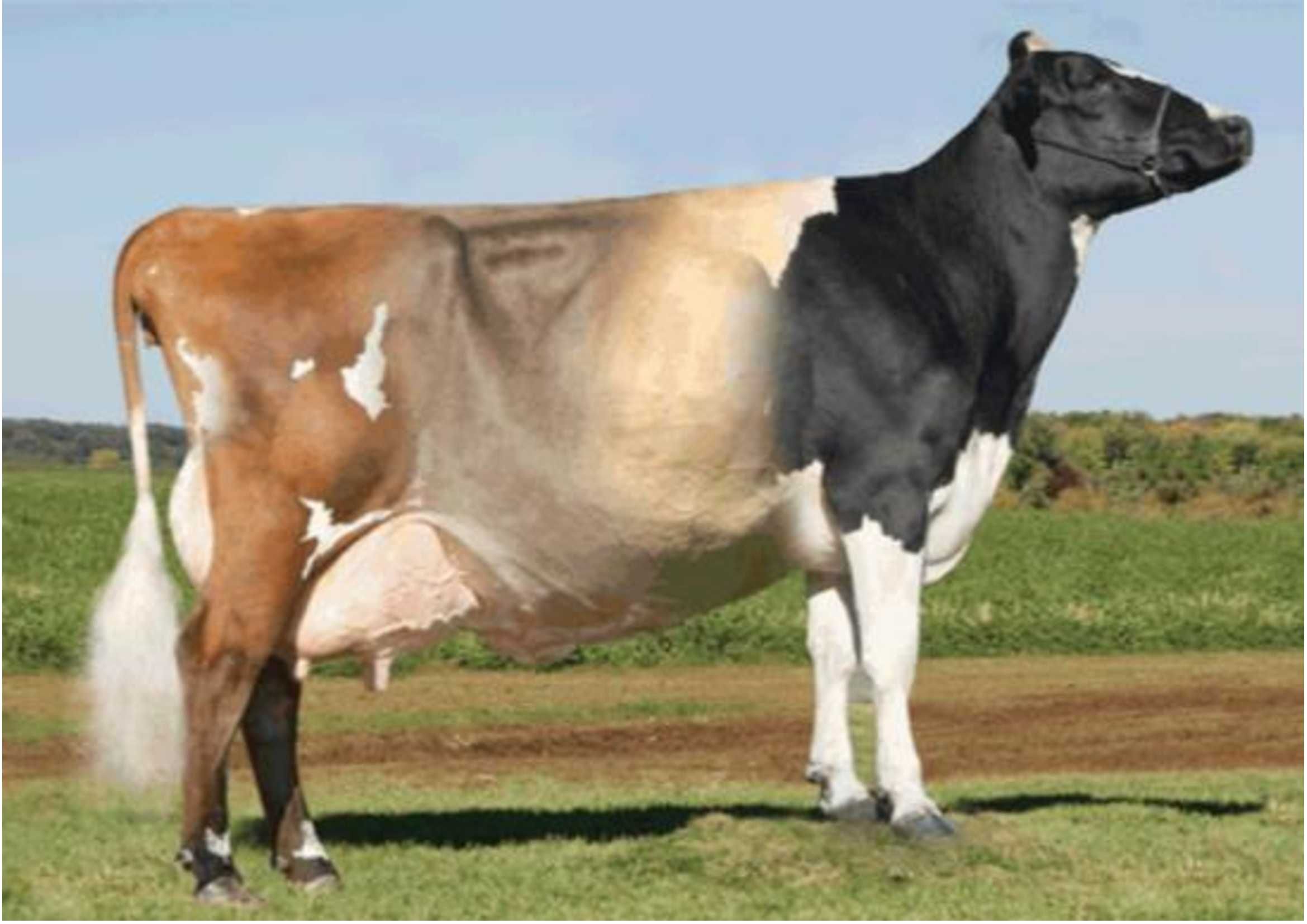 Krowy i jałowice 25.04 pierwiastki DK