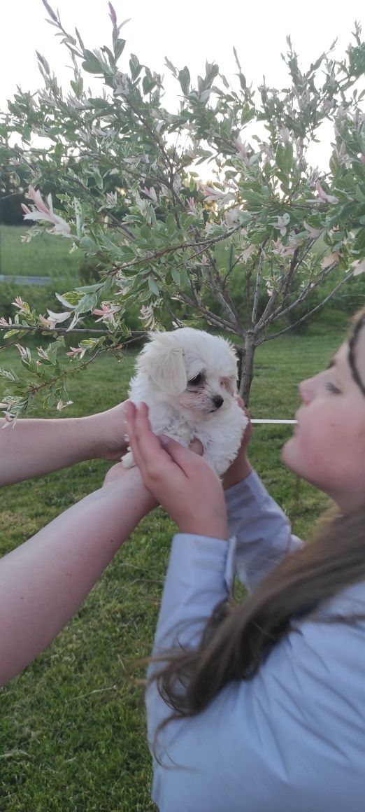 Maltipoo (piesek)