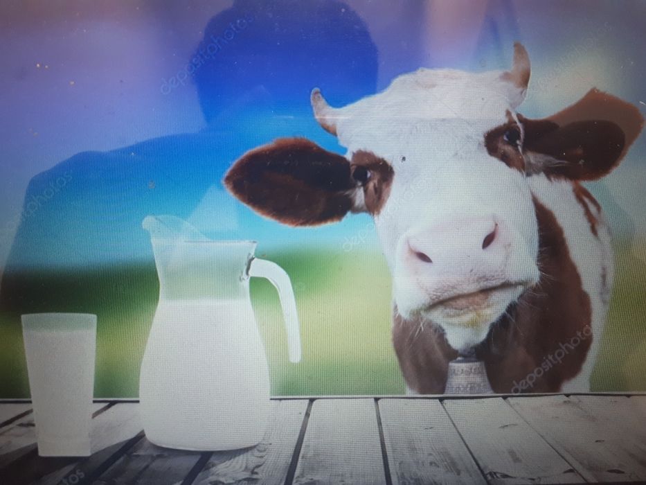 MLEKO- Głogów Młp./Jasionka/Rzeszów i okolice