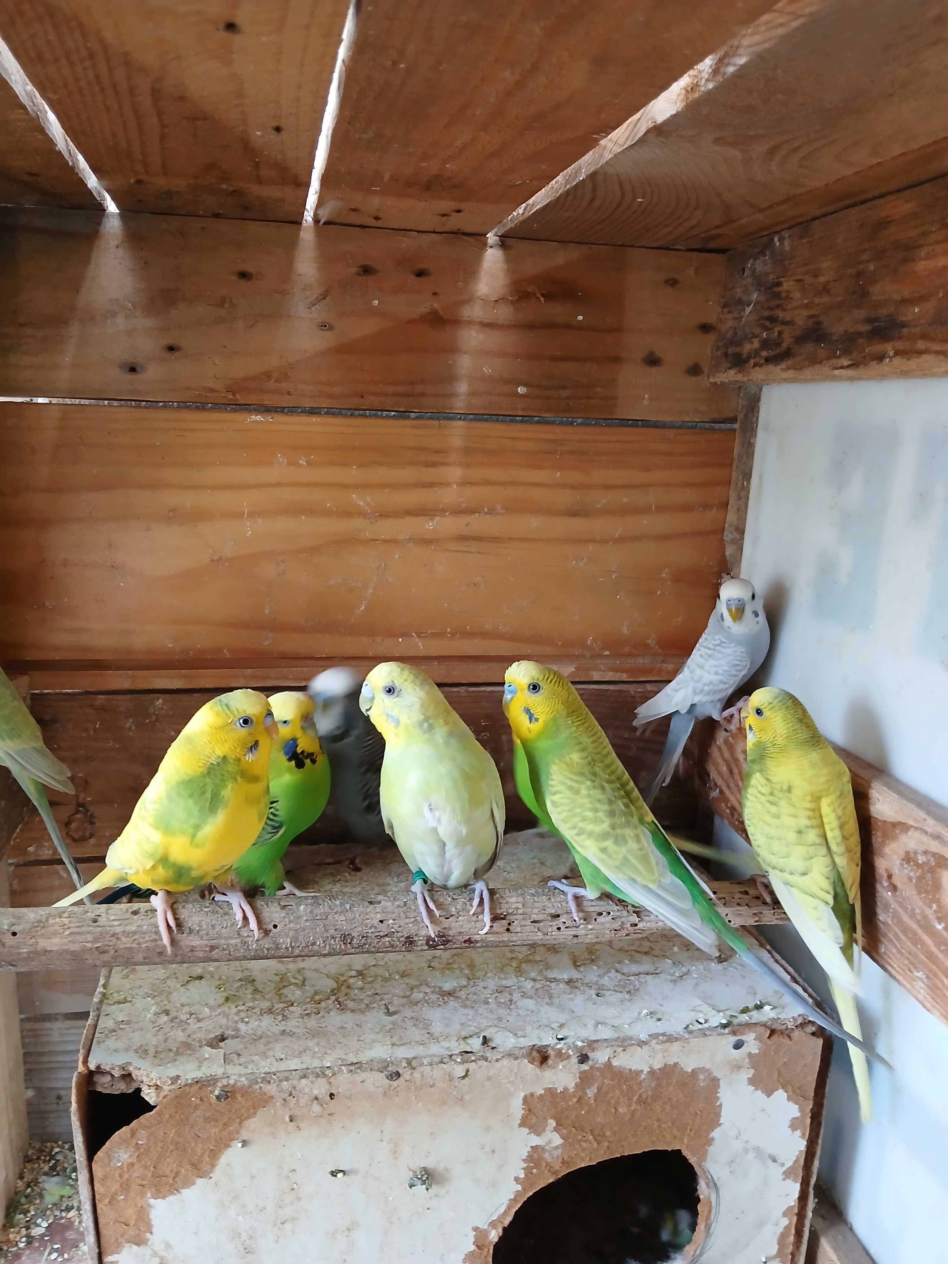 Vendo piriquitos australianos