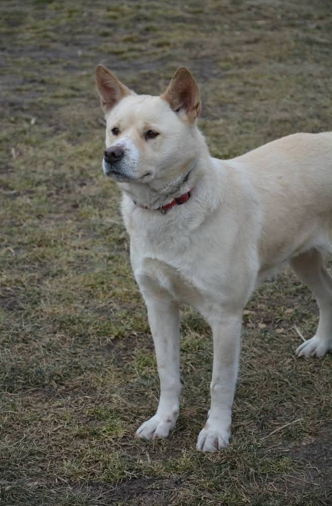 Suczka Barda w typie Akity do adopcji!