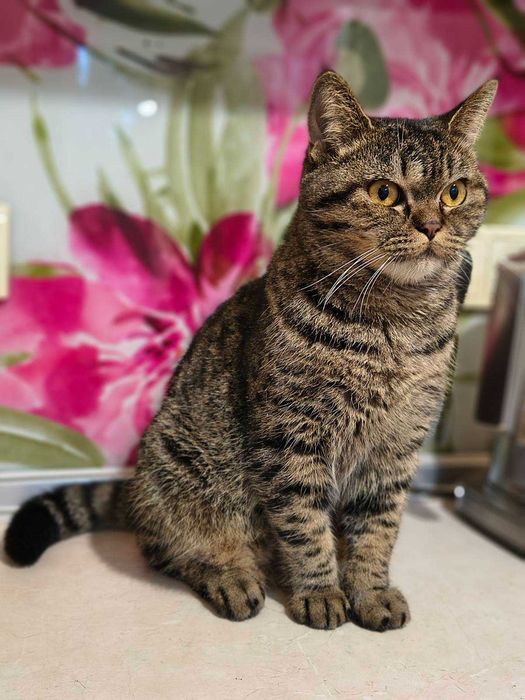 Лагідна британська кішка Юмі в добрі руки