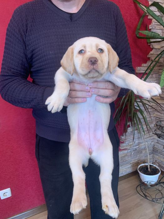 Шикарні щенята Лабрадорів