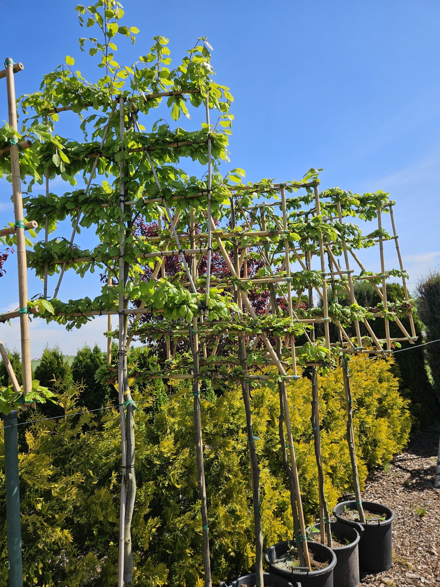 Laurowisnia Nowita Genolia,Etna,Rotundifolia 100cm Klony Katalpy