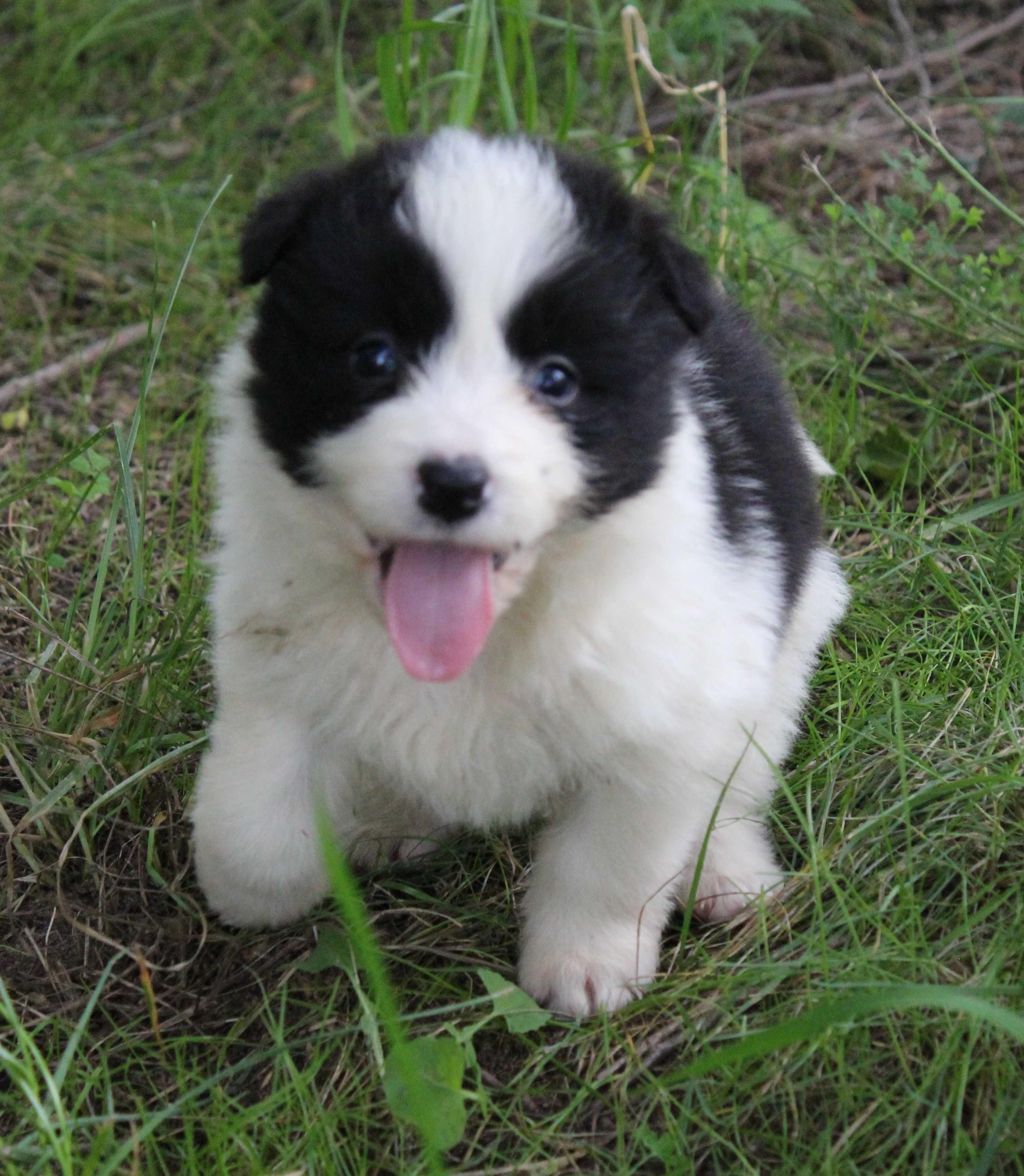 Suczka Border Collie ZKwP/FCI