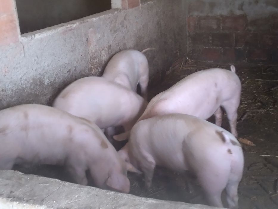 Vendo porcos cerca 60kg