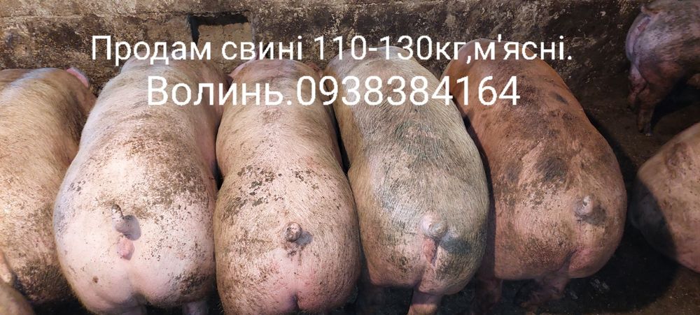 Свині м'ясні 100-120 кг 90грн