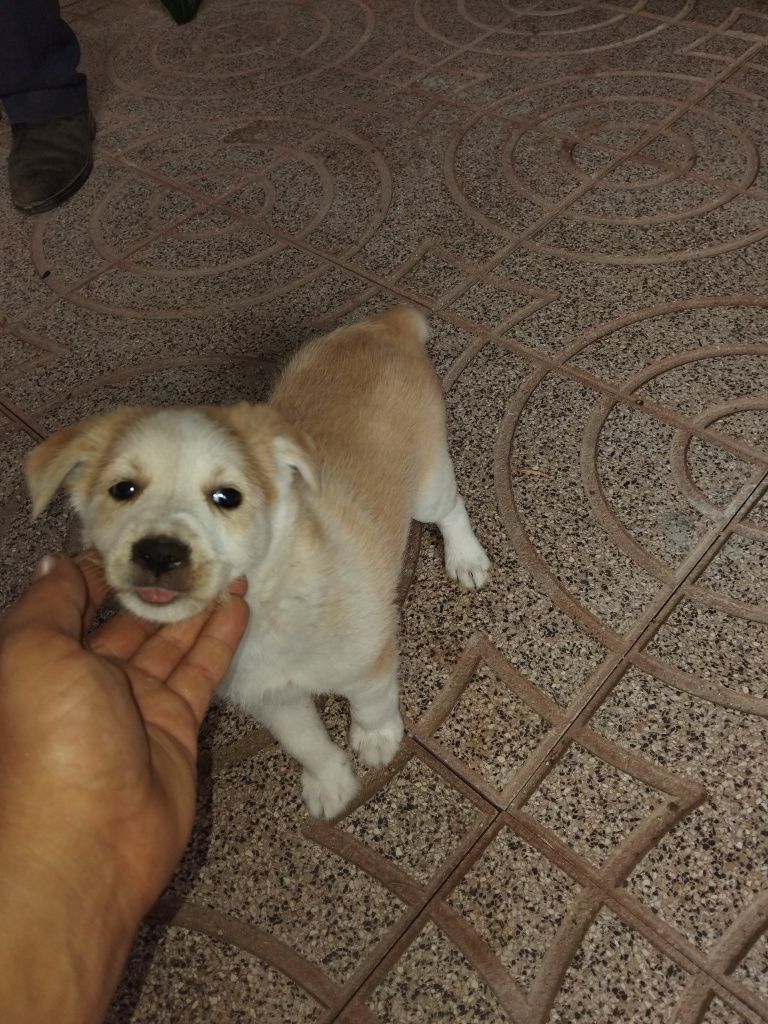 Caes podendos para adopção