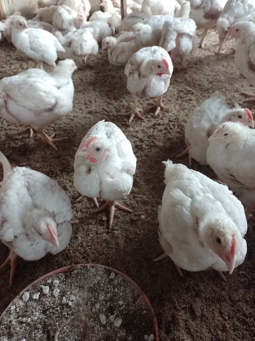 Продам бройлерів (підросток,жива вага,тушка) Комбікорм.