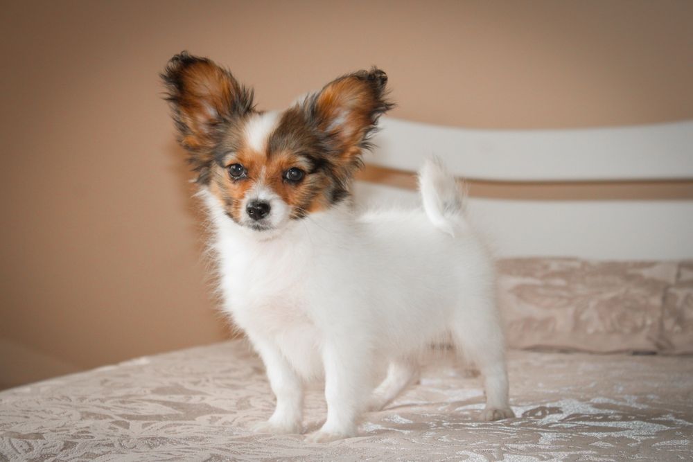 Papillon female FCI Папійон Дівчинка соболь КСУ!