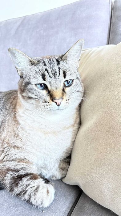 Gata fêmea adulta para adoção responsável