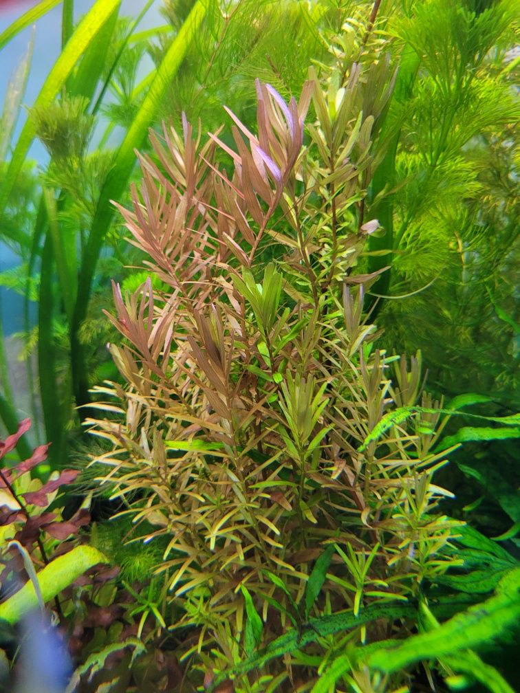 Rotala- sprzedam