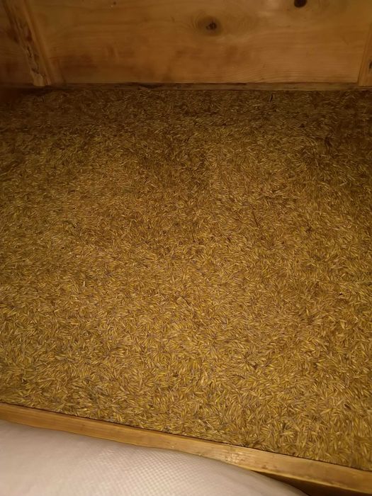 Owies bingo tegoroczny