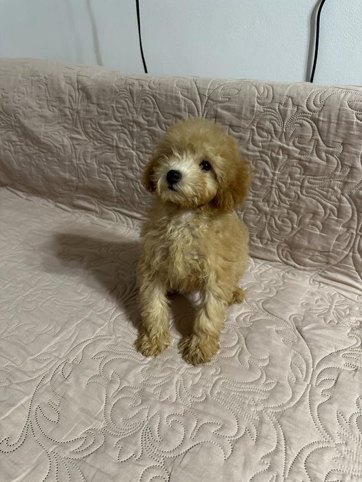 Золотистий хлопчик мальтипу