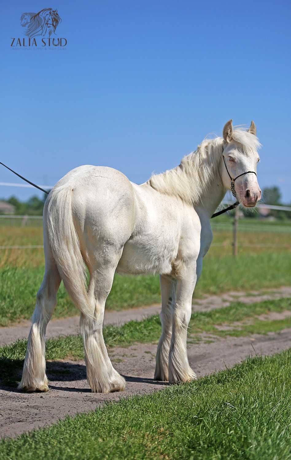 Egzotyczny Gypsy cob- tinker