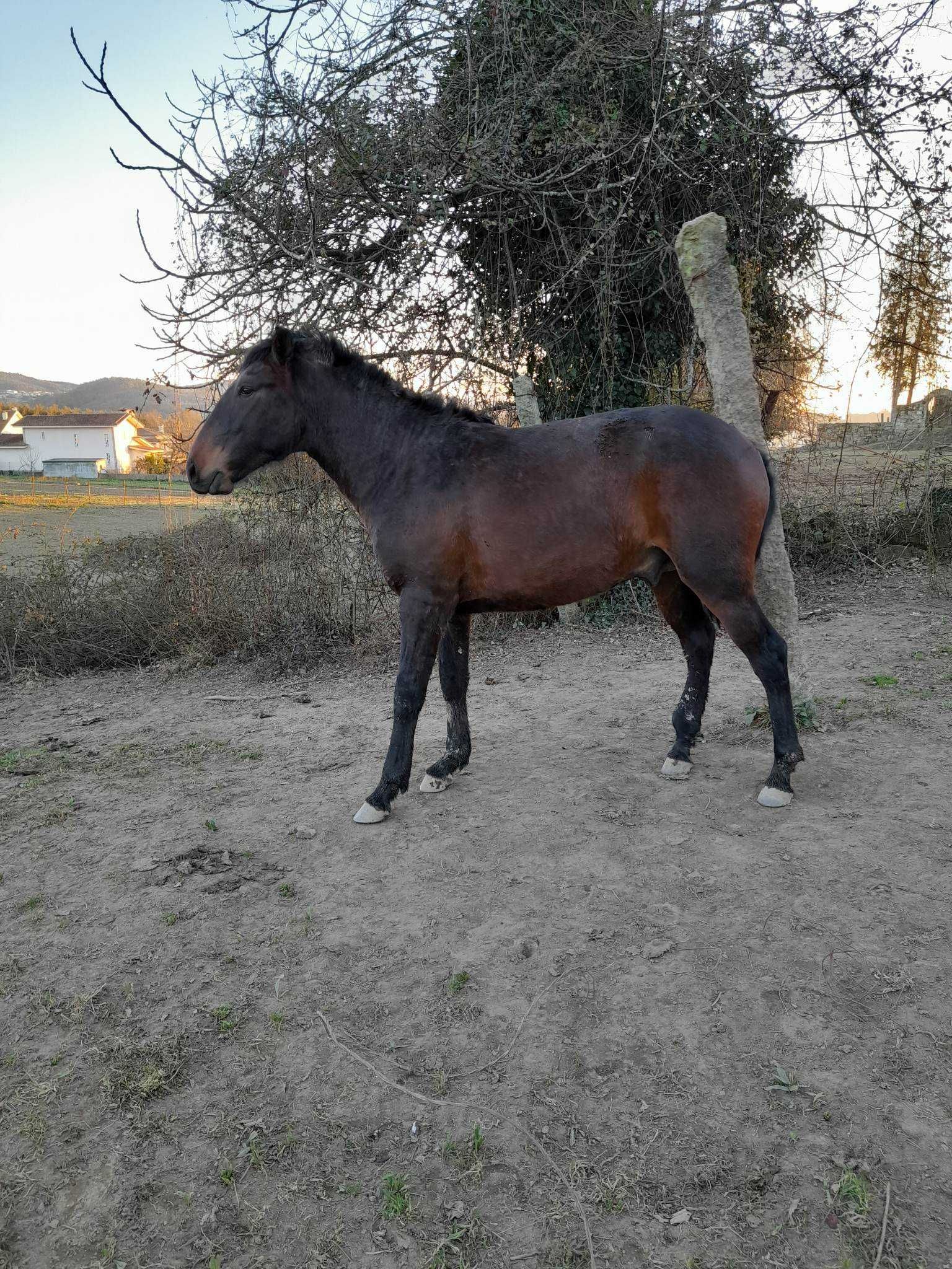 poldros  novos  cavalos  eguas   prenhas  LUZITANOS