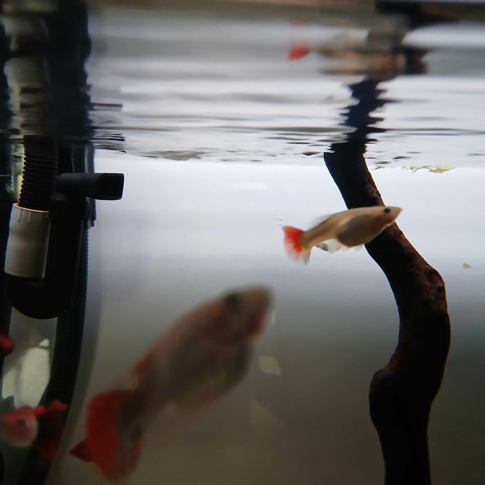 guppy's para dar