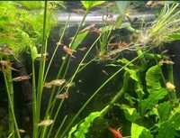 Guppys endlen  juvenis