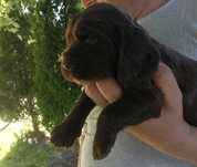 Cocker Spaniel angielski czekoladowa suczka