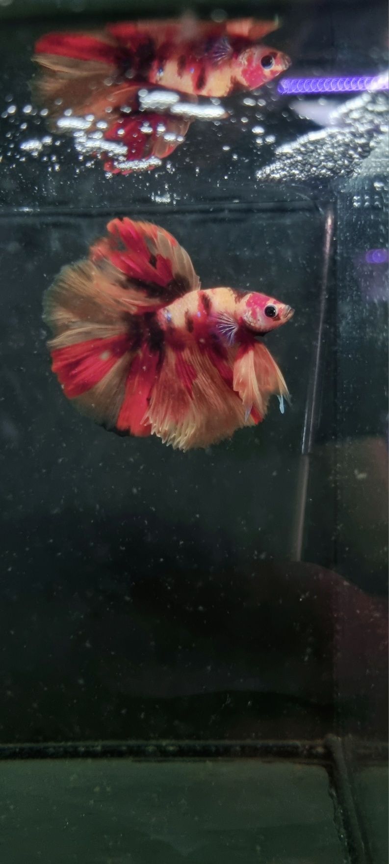 Bojownik HM nemo