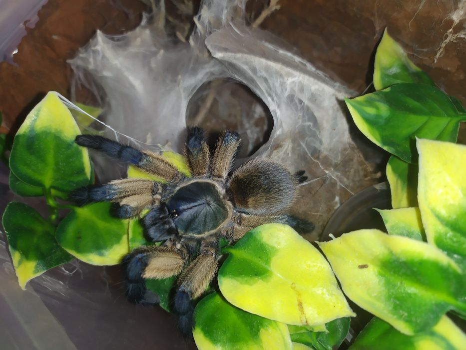 Monocentropus Balfouri samica ptasznik pająk 4,7 DC