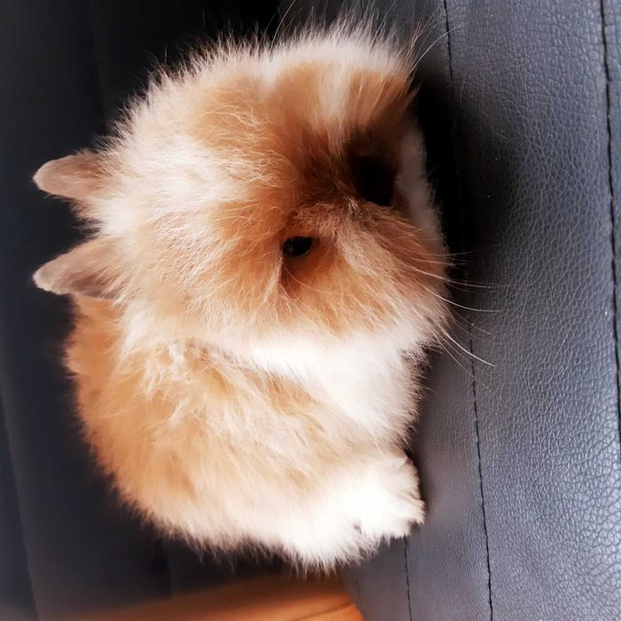 Карликовые мини кролики от породистых родителей звоните