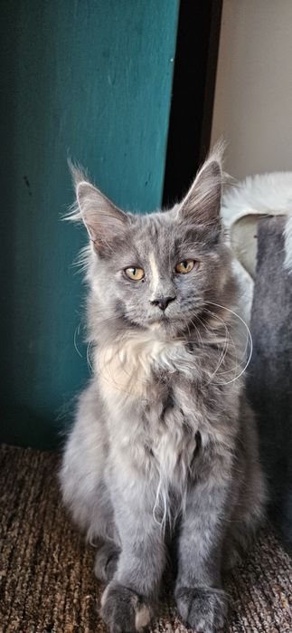 Maine coon kotka BELLA kocica niebieski szylkret