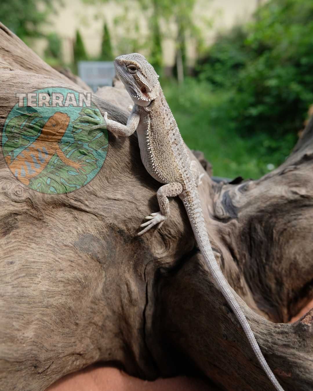 Agama brodata Gekon Jaszczurka dla początkującego zbożówka