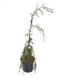 Choina zachodnia Thorsen's Weeping zimozielona 4L