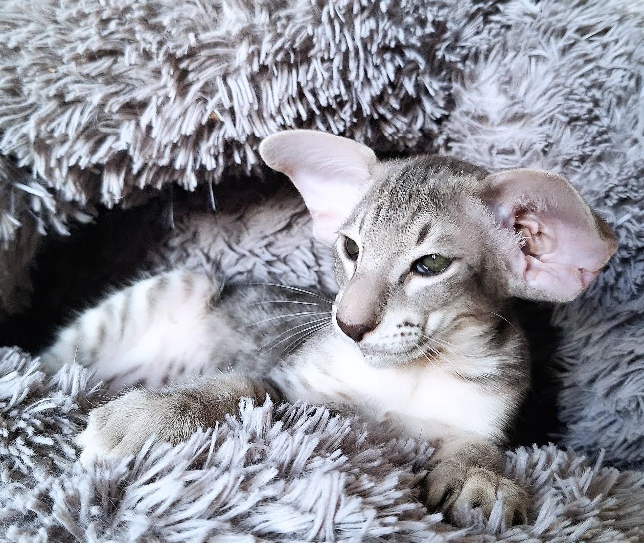 Ориентальные котята